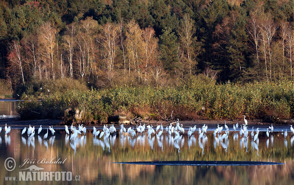 Great White Egret (Casmerodius albus)