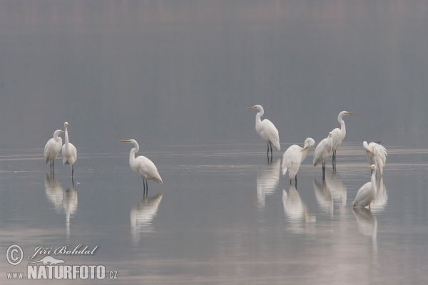 Great White Egret (Casmerodius albus)