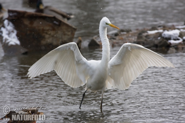 Great White Egret (Casmerodius albus)