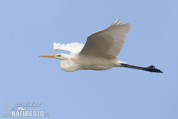 Great White Egret (Casmerodius albus)