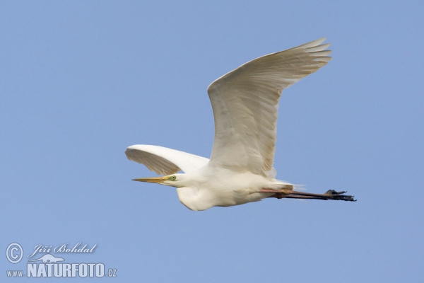 Great White Egret (Casmerodius albus)