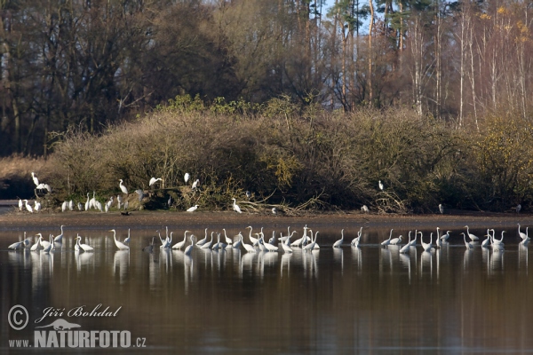 Great White Egret (Casmerodius albus)