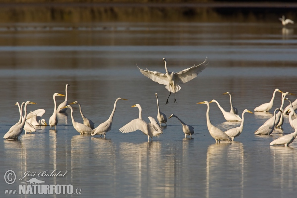 Great White Egret (Casmerodius albus)