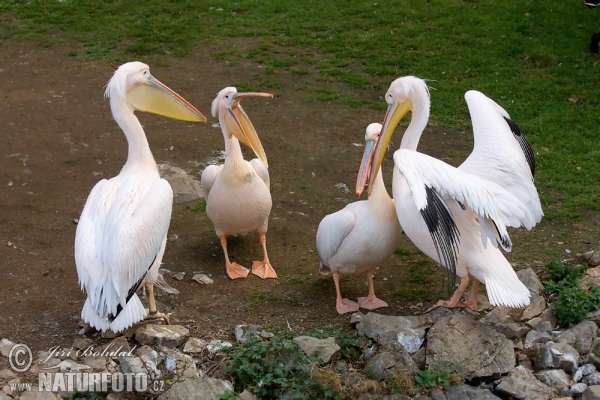 Great White Pelican (Pelecanus onocrotalus)