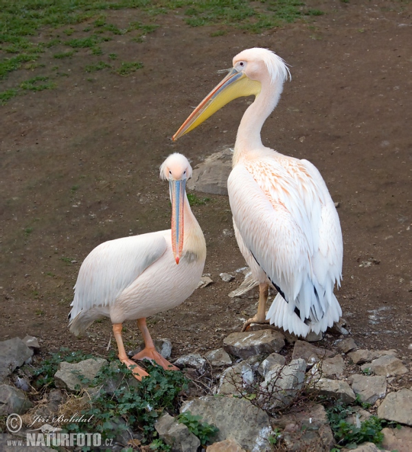 Great White Pelican (Pelecanus onocrotalus)