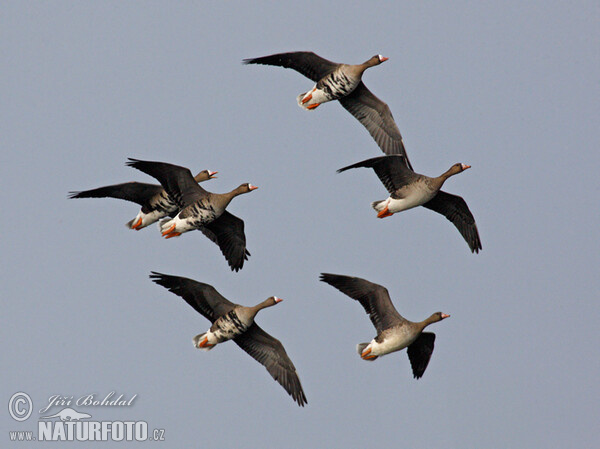 Greated White-fronted Goose (Anser albifrons)