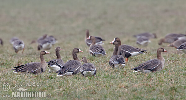Greated White-fronted Goose (Anser albifrons)