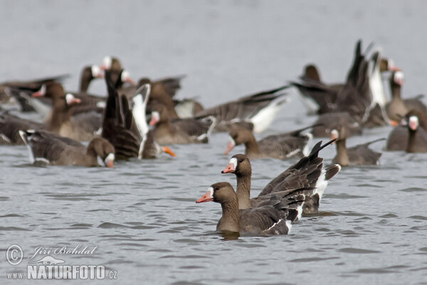 Greated White-fronted Goose (Anser albifrons)