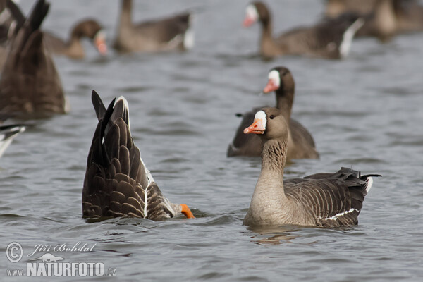 Greated White-fronted Goose (Anser albifrons)