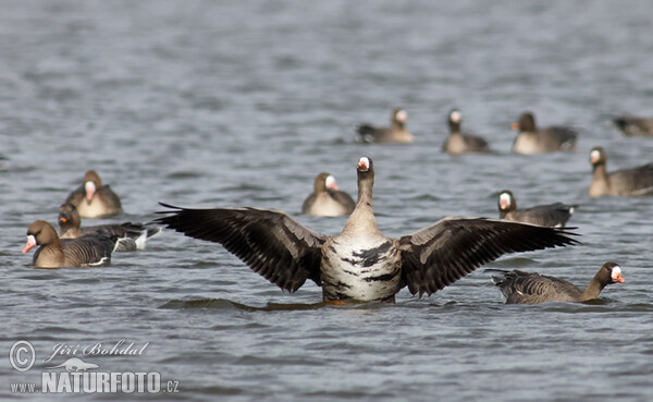 Greated White-fronted Goose (Anser albifrons)