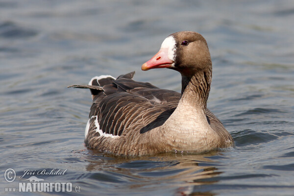 Greated White-fronted Goose (Anser albifrons)