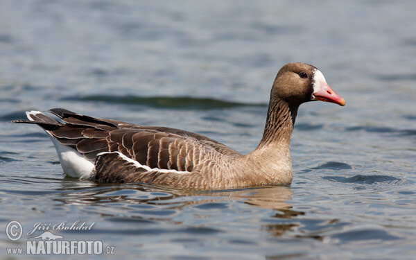 Greated White-fronted Goose (Anser albifrons)