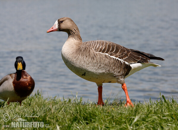 Greated White-fronted Goose (Anser albifrons)