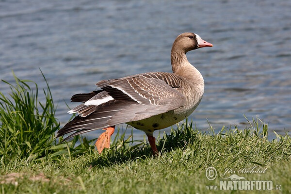 Greated White-fronted Goose (Anser albifrons)