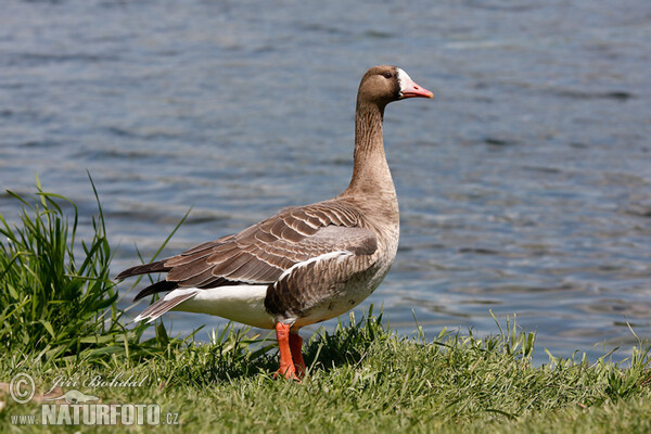 Greated White-fronted Goose (Anser albifrons)