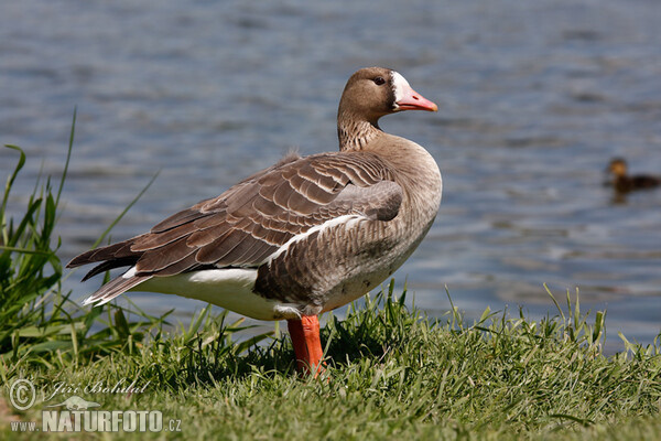 Greated White-fronted Goose (Anser albifrons)