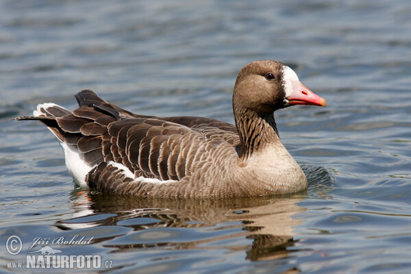 Greated White-fronted Goose (Anser albifrons)