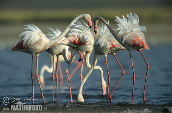 Greater Flamingo (Phoenicopterus roseus)