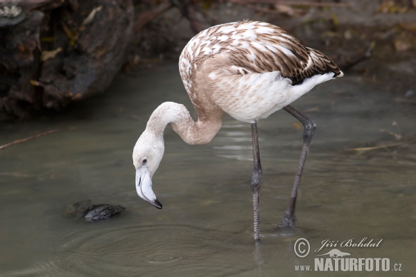 Greater Flamingo (Phoenicopterus roseus)