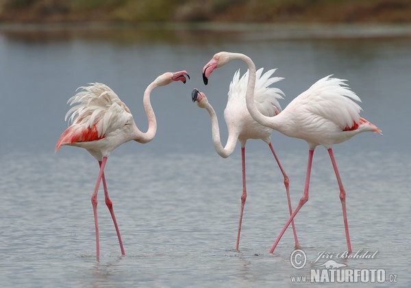 Greater Flamingo (Phoenicopterus roseus)