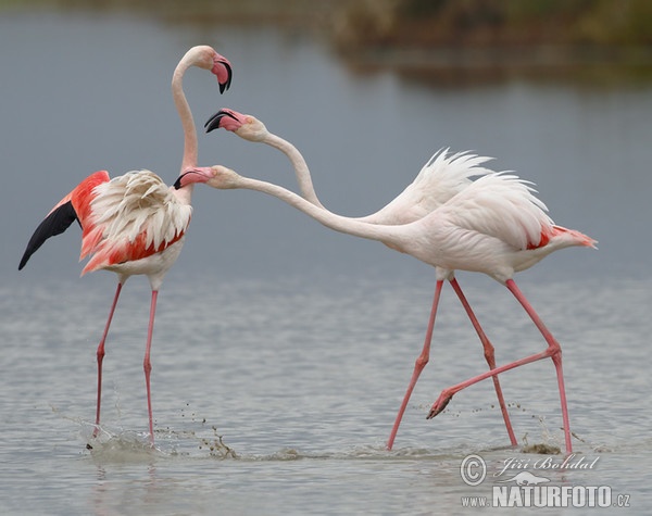 Greater Flamingo (Phoenicopterus roseus)