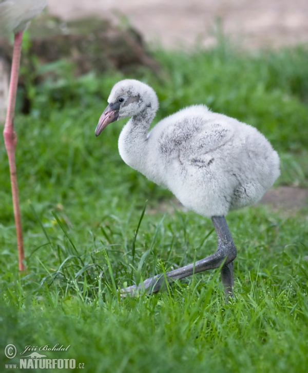 Greater Flamingo (Phoenicopterus roseus)