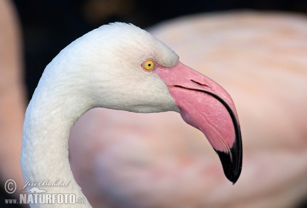 Greater Flamingo (Phoenicopterus roseus)