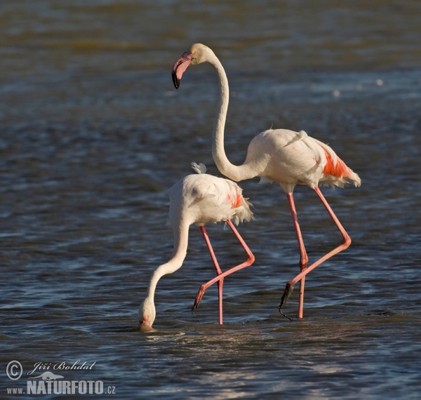 Greater Flamingo (Phoenicopterus roseus)