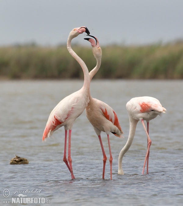 Greater Flamingo (Phoenicopterus roseus)