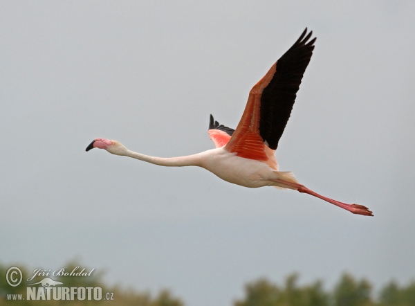 Greater Flamingo (Phoenicopterus roseus)