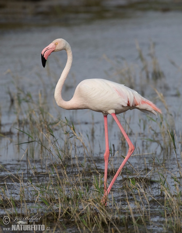 Greater Flamingo (Phoenicopterus roseus)