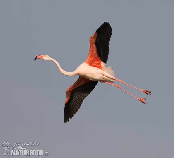 Greater Flamingo (Phoenicopterus roseus)