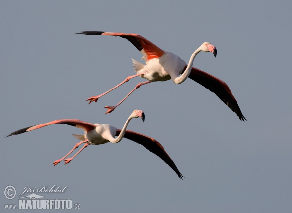 Greater Flamingo (Phoenicopterus roseus)