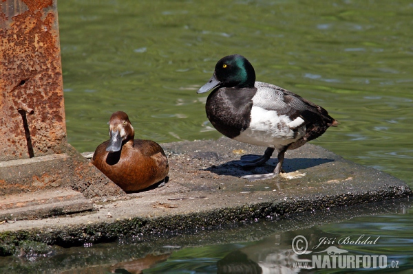 Greater Scaup (Aythya marila)