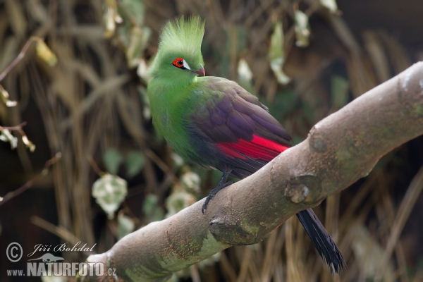 Green-crested Turaco (Tauraco persa)