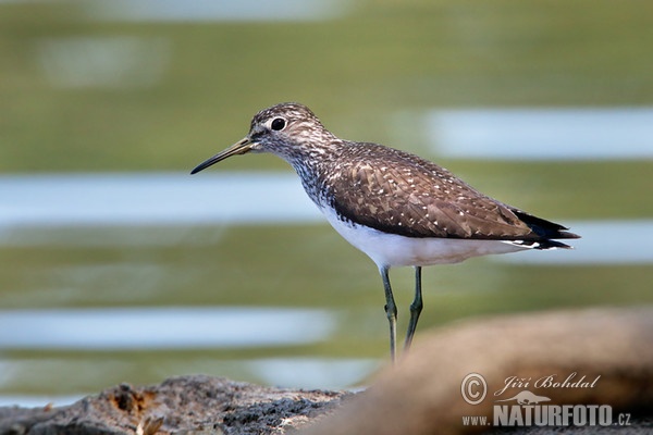 Green Sandpiper (Tringa ochropus)