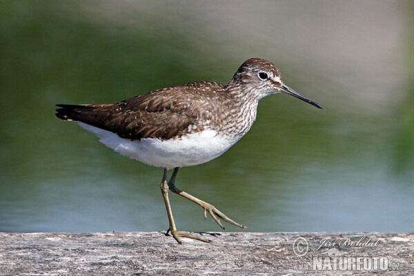 Green Sandpiper (Tringa ochropus)