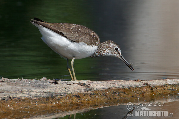 Green Sandpiper (Tringa ochropus)