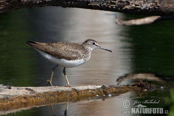 Green Sandpiper (Tringa ochropus)