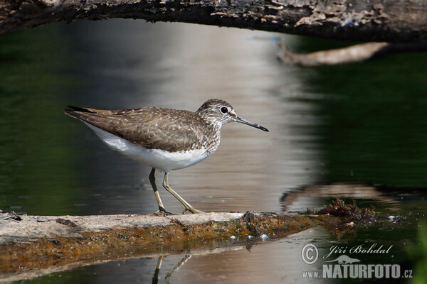 Green Sandpiper (Tringa ochropus)