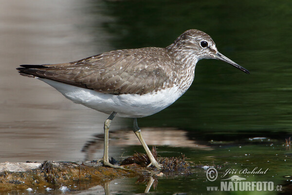 Green Sandpiper (Tringa ochropus)