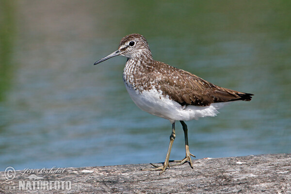 Green Sandpiper (Tringa ochropus)