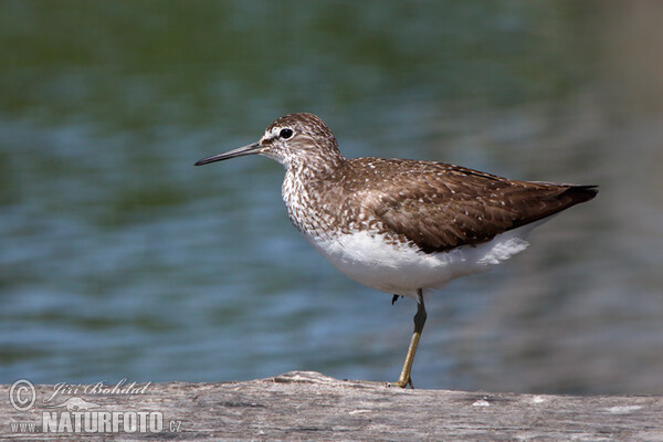 Green Sandpiper (Tringa ochropus)