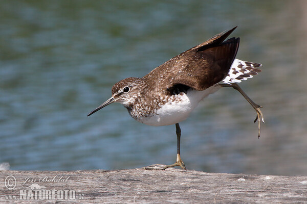 Green Sandpiper (Tringa ochropus)