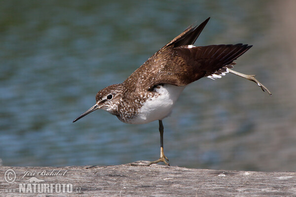 Green Sandpiper (Tringa ochropus)