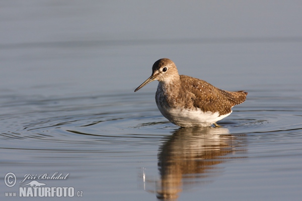 Green Sandpiper (Tringa ochropus)