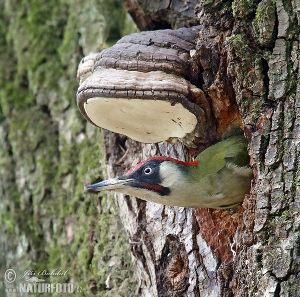 Green Woodpecker (Picus viridis)