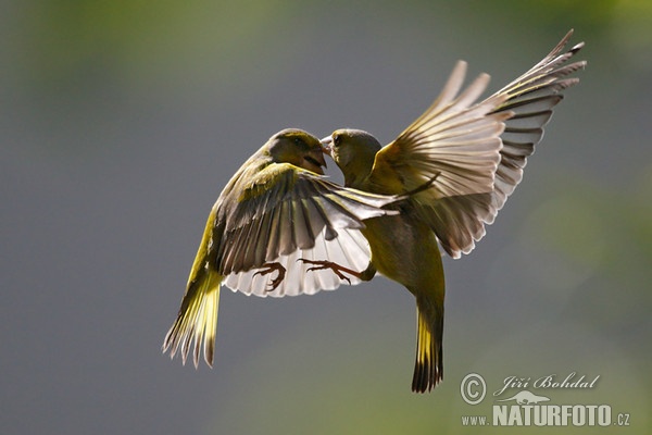 Greenfinch (Carduelis chloris)