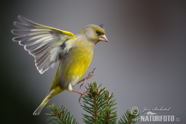 Greenfinch (Carduelis chloris)