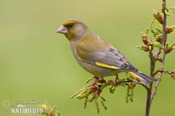 Greenfinch (Carduelis chloris)